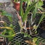 Brassavola nodosa Leaf