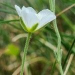 Minuartia capillacea Kvet