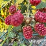 Rubus sulcatus Φρούτο