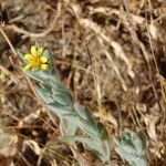 Heterotheca sessiliflora Buveinė