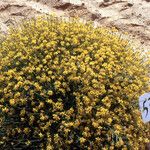 Genista microphylla Habitus