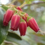 Agarista salicifolia Flor