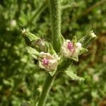 Bergia suffruticosa Flower