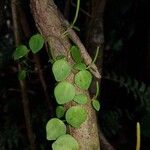 Peperomia tenuicaulis