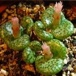 Conophytum obcordellum Flower