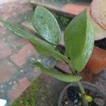 Zamioculcas zamiifolia Leaf