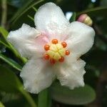 Clusia minor Flor