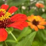 Zinnia peruviana Flower