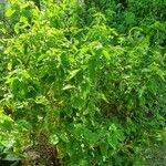 Ocimum gratissimum List