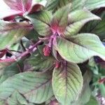 Fuchsia triphylla Leaf