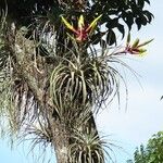 Tillandsia fasciculata ᱵᱟᱦᱟ