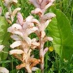 Orobanche caryophyllaceaKvět