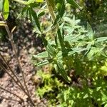 Pycnanthemum verticillatum Leaf