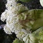 Angelica dahurica Flors