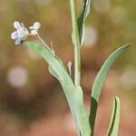 Omphalodes linifolia Altro