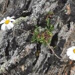 Leucanthemopsis alpina 形態