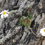 Leucanthemopsis alpina Hábito