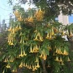 Brugmansia aurea Flor