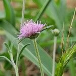 Scabiosa atropurpurea Fiore