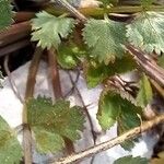 Ptychotis saxifraga Likasa