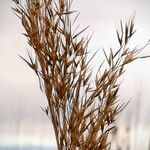 Phragmites australis Frukt