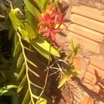 Epidendrum ibaguense Virág