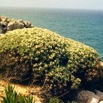 Astragalus tragacantha Vekstform