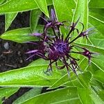 Centaurea triumfettii Flower