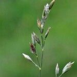 Poa glauca Fruit