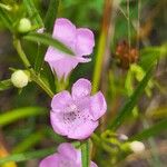 Agalinis purpurea Kvet