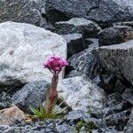 Viscaria alpina Cvet