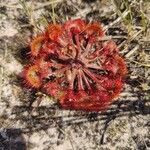 Drosera capillaris Flower