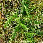 Cirsium tuberosum Blatt