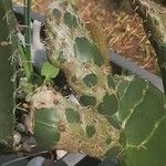 Opuntia dillenii Leaf