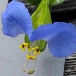 Commelina communis Bloem