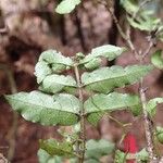 Geniostoma novae-caledoniae