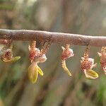 Bulbophyllum calyptratum Kwiat