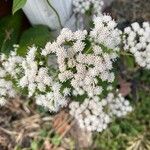 Ageratina altissimaΛουλούδι