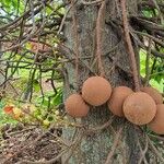 Couroupita guianensis Meyve