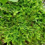 Selaginella helvetica Leaf