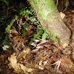 Goniothalamus dumontetii Hábito