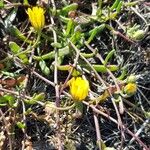Calendula suffruticosa Fula