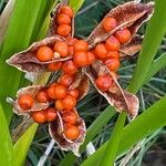 Iris foetidissima Vrucht