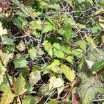 Neillia affinis Plante entière