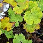 Geranium renardiiFolha