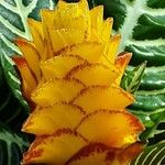 Aphelandra squarrosa 花