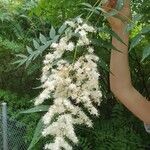 Sorbaria kirilowii Flor