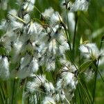 Eriophorum latifolium Květ