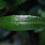 Bolbitis acrostichoides Leaf