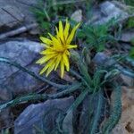 Pseudopodospermum hispanicum Feuille